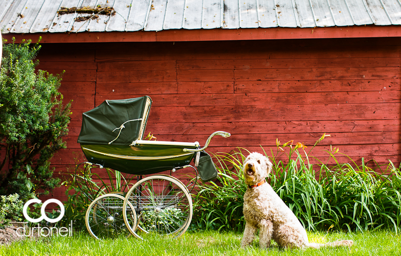 Sault Ste Marie Baby Photography - Jocelyn and 9 months, pram, Bellevue Park