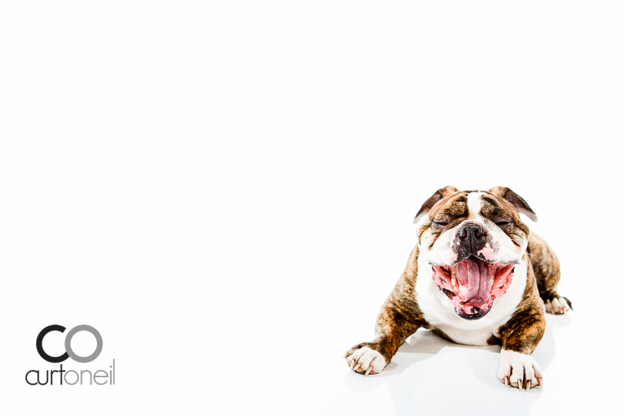 Sault Ste Marie Pet Photography - PAWsome Booth - Buddy the Bulldog
