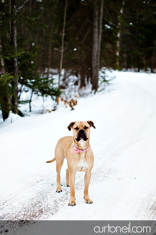 Sault Ste Marie Pet Photographer - Koy Dog