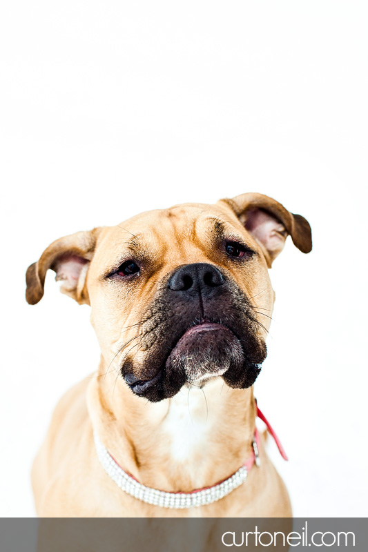 Sault Ste Marie Pet Photographer - Koy Dog