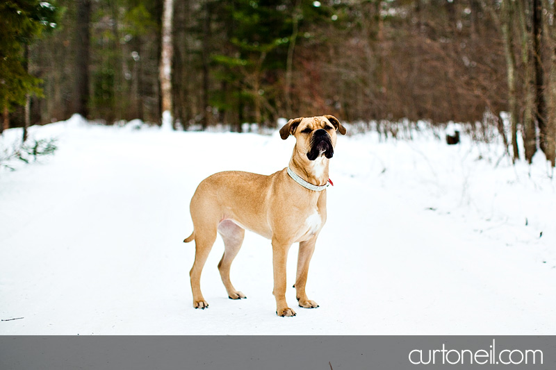 Sault Ste Marie Pet Photographer - Koy Dog