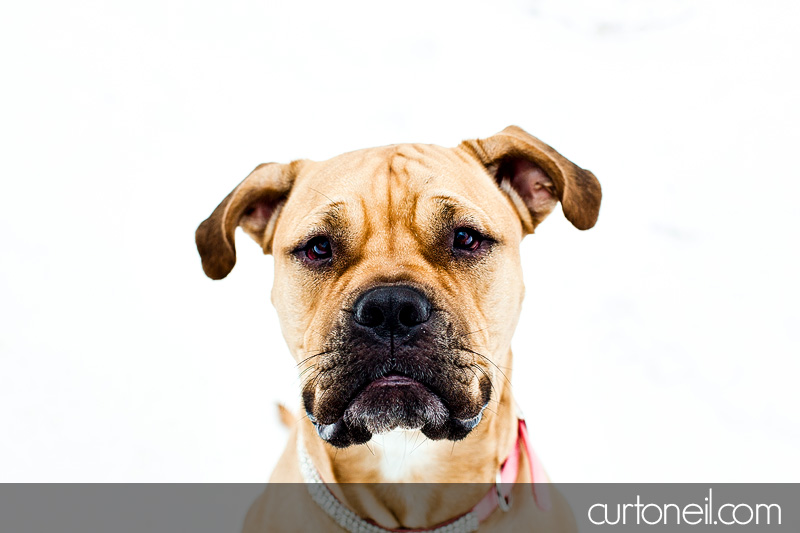 Sault Ste Marie Pet Photographer - Koy Dog's Life - winter, dog, mastiff