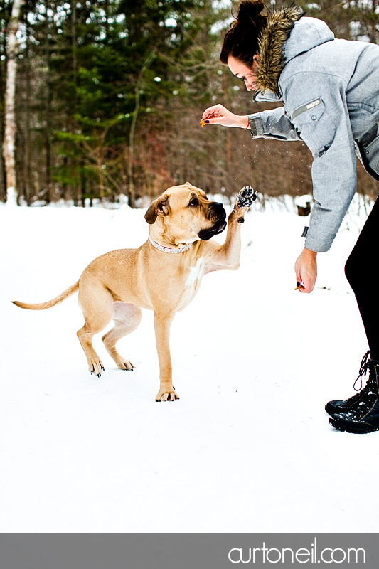 Sault Ste Marie Pet Photographer - Koy Dog's Life - winter, dog, mastiff