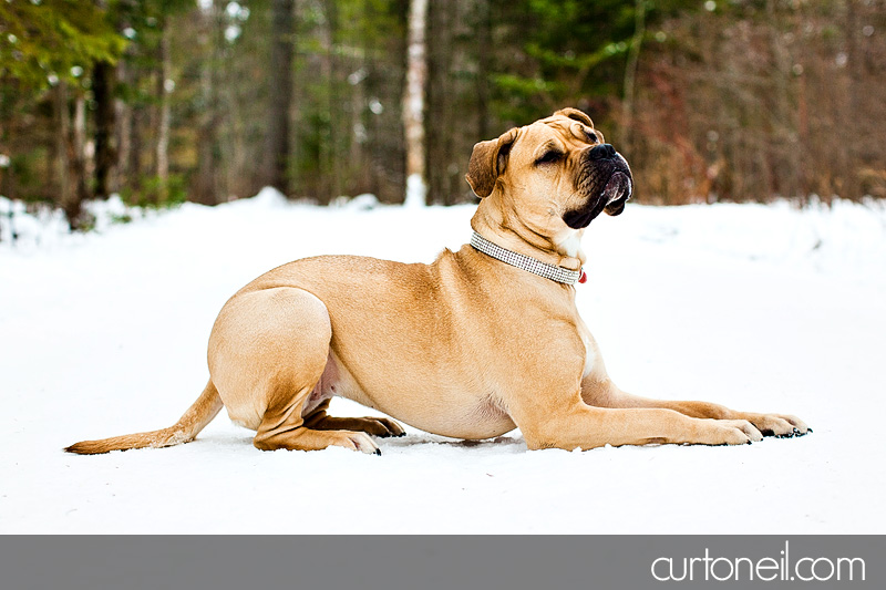Sault Ste Marie Pet Photographer - Koy Dog's Life - winter, dog, mastiff