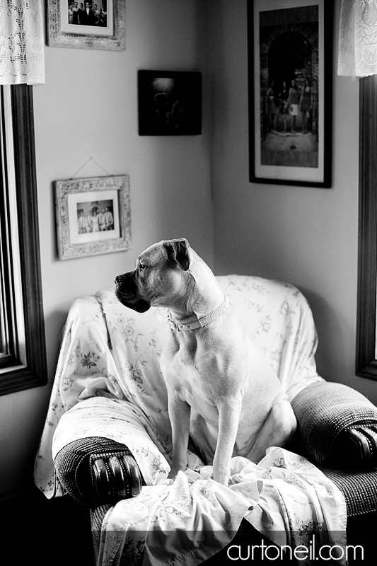 Sault Ste Marie Pet Photographer - Koy Dog's Life - winter, dog, mastiff