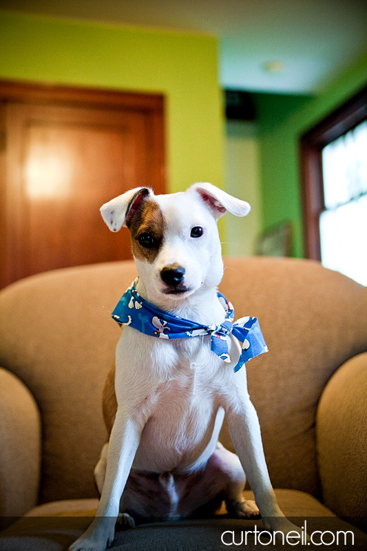 Sault dog photography - Harvey Jack Russell