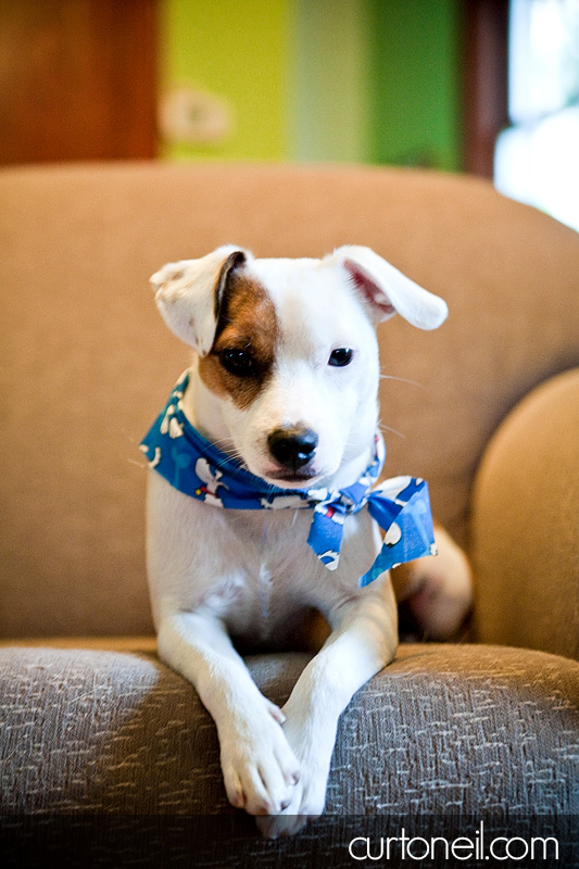 Sault dog photography - Harvey Jack Russell