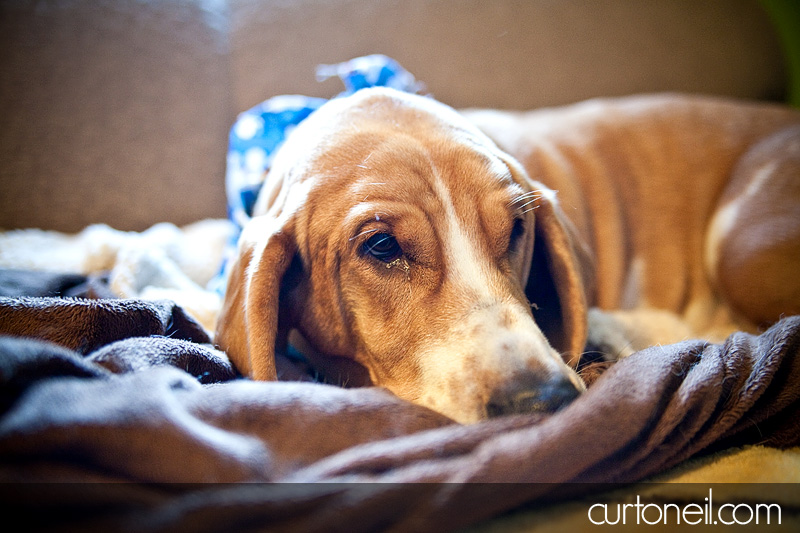 Sault dog photography - Fozzie basset hound