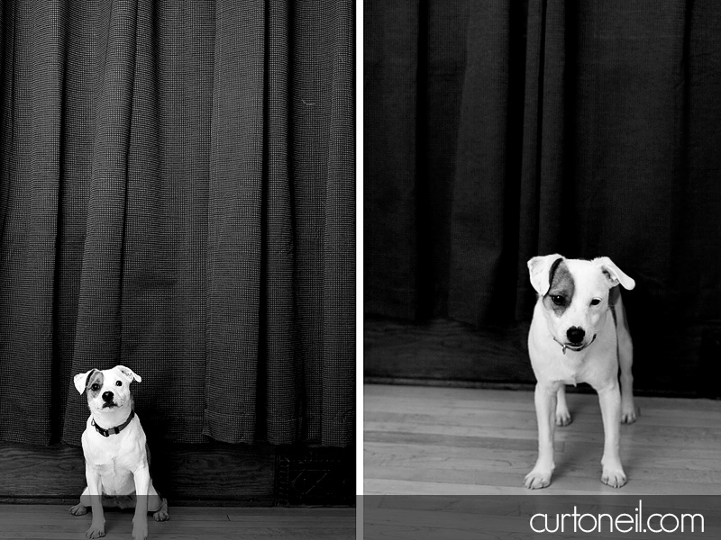 Dog Portraits - Curt O'Neil Photographer - Wedding and Portrait Photographer - Sault Ste. Marie, ON