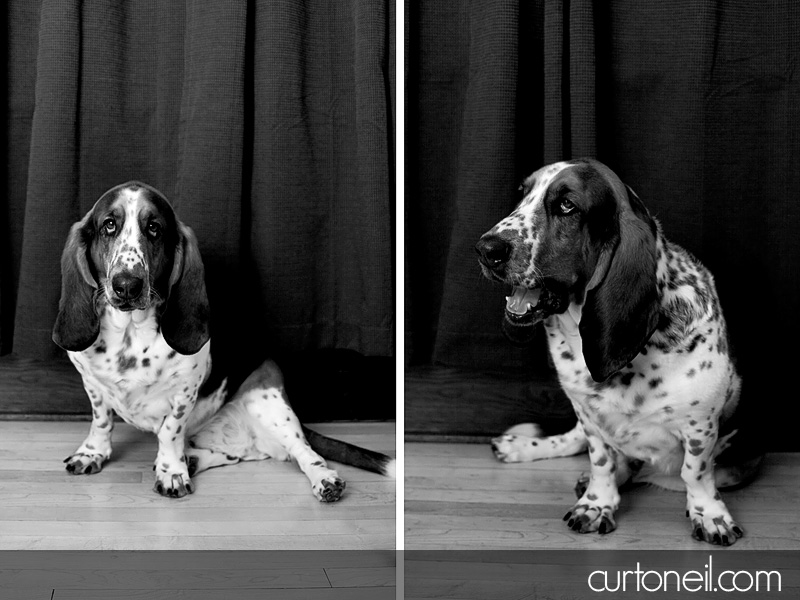 Dog Portraits - Curt O