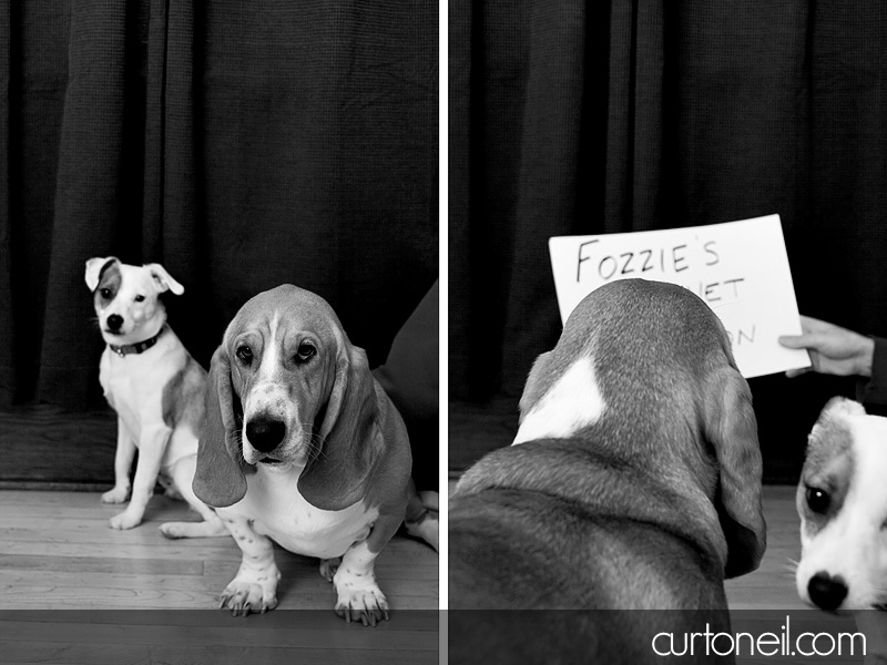 Dog Portraits - Curt O'Neil Photographer - Wedding and Portrait Photographer - Sault Ste. Marie, ON