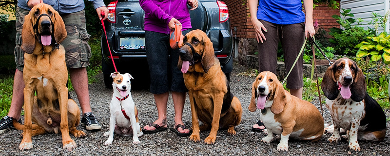 The pups are back together - blood hounds, basset hounds and jack russell terrior