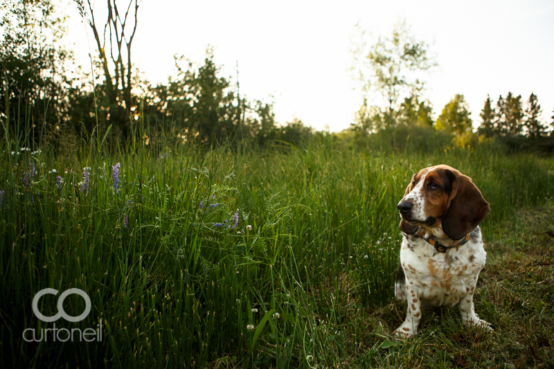 Sault Ste Marie Pet Photography - Domino is 8! - Basset Hound