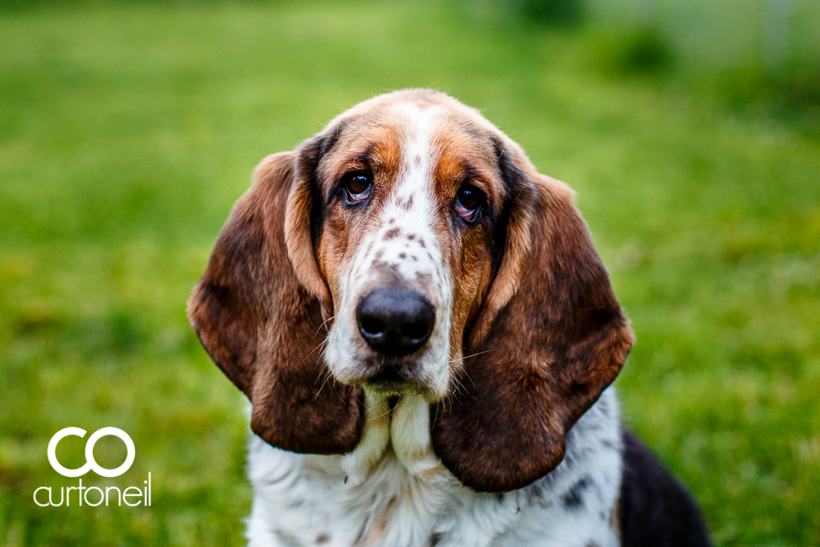 Sault Ste Marie Pet Photography - Domino is 9