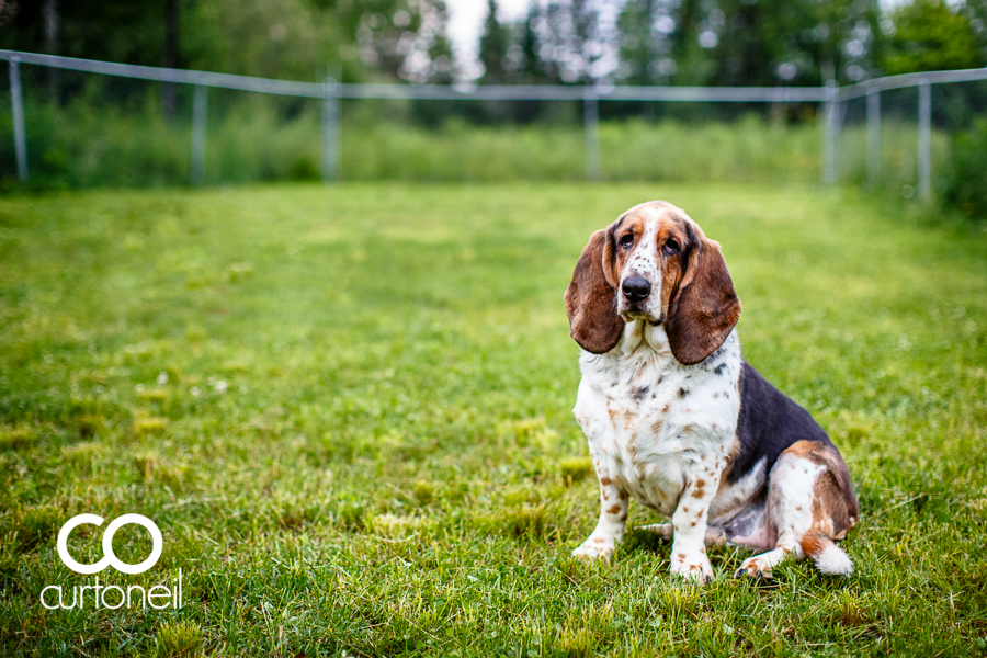 Sault Ste Marie Pet Photography - Domino is 9