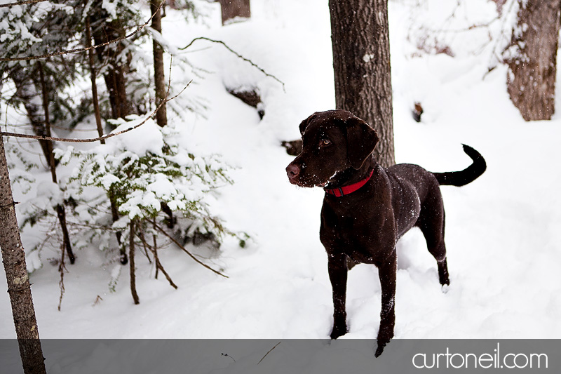 Sault Ste Marie Engagement Shoot - Krista and Brian - Fort Creek, winter, snow storm, dog