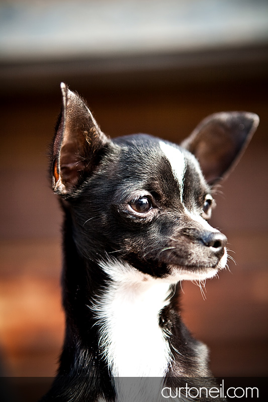 Engagement - Daisy the chihuahua - Mei and Dan