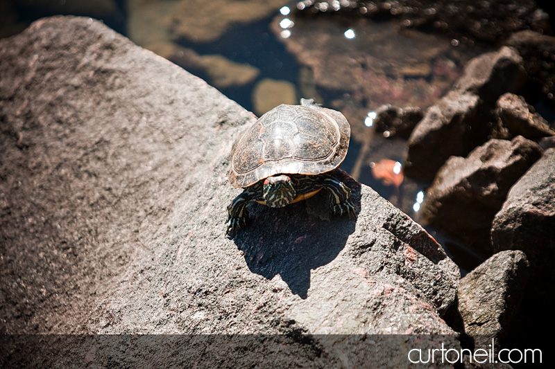 Sault Engagement Photography - turtle