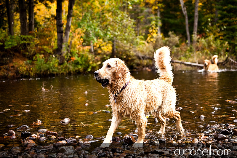 Engagement Shoot - golden retriever