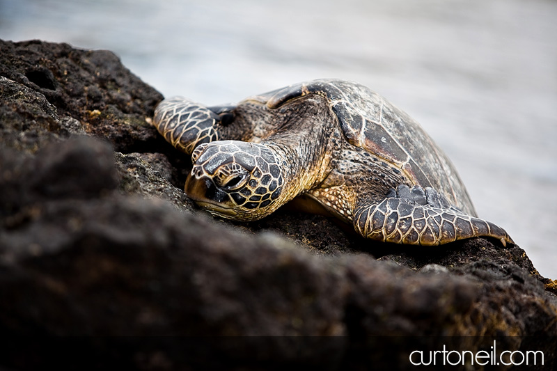 Honu in Hawaii