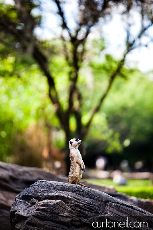 Sault Ste Marie Photographer - Disneyland, Universal Studios