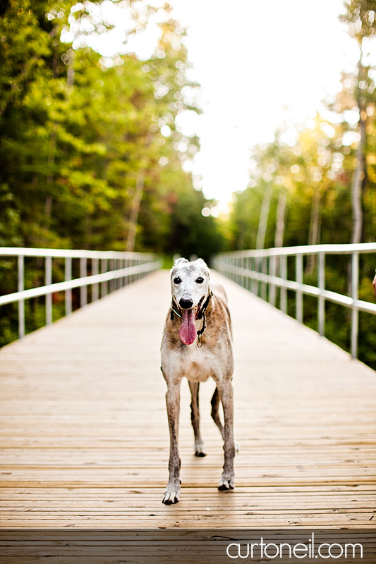 Sault Ste Marie Pet Photography - Roman the Greyhound at Fort Creek