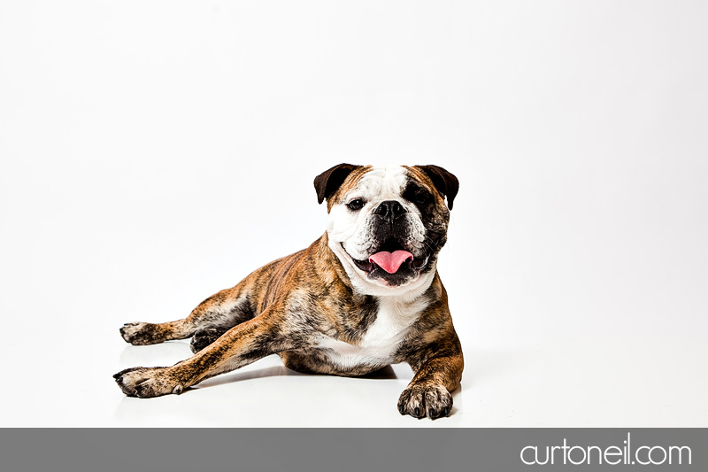 Pawsome Booth - Pet Portraits by Curt O