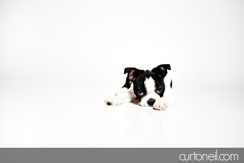 Sault Ste Marie Pet Photography - PAWsome Booth 2011 - Donation to Soup Kitchen Community Centre