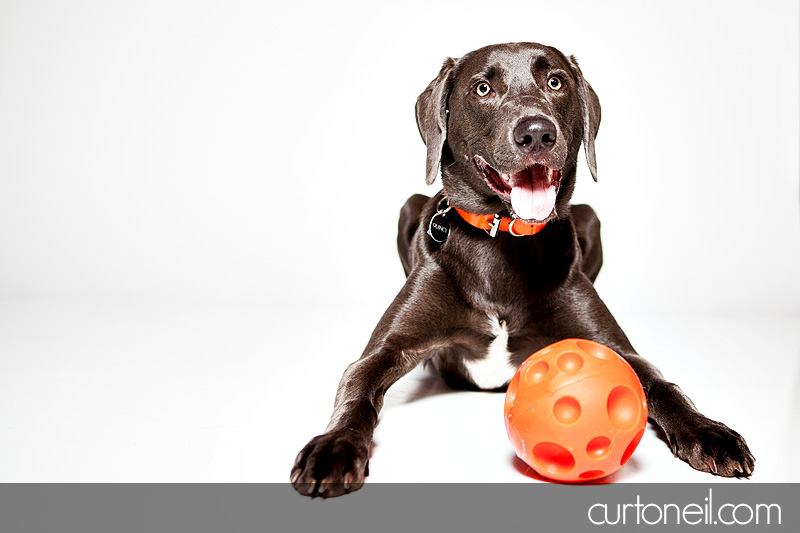 PAWsome Booth 2011 - Pet portraits by Curt O'Neil Photographer