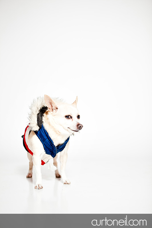 PAWsome Booth 2011 - Pet portraits by Curt O'Neil Photographer