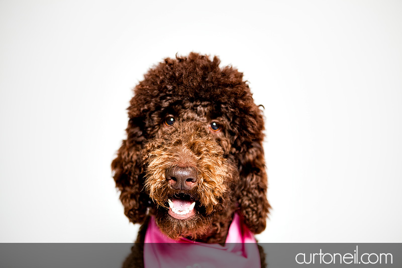 PAWsome Booth 2011 - Pet portraits by Curt O'Neil Photographer