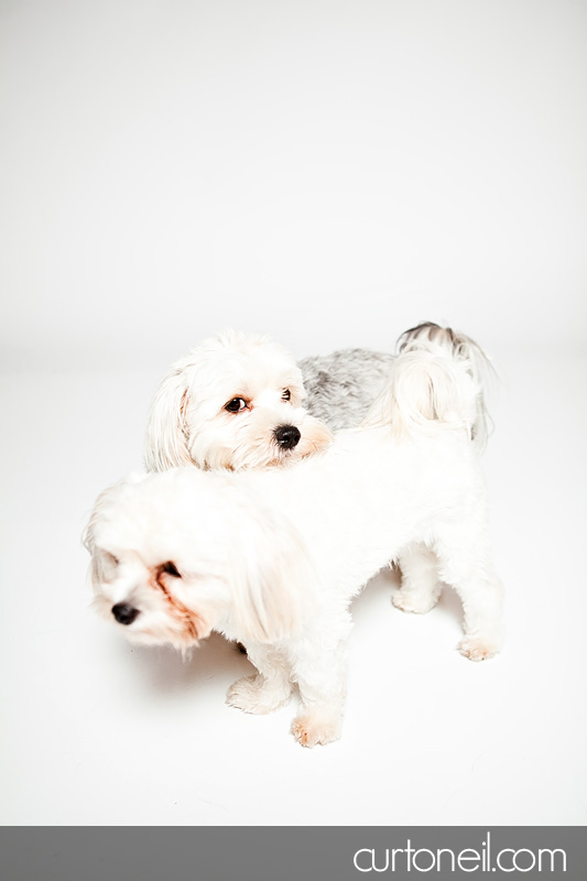 PAWsome Booth 2011 - Pet portraits by Curt O'Neil Photographer