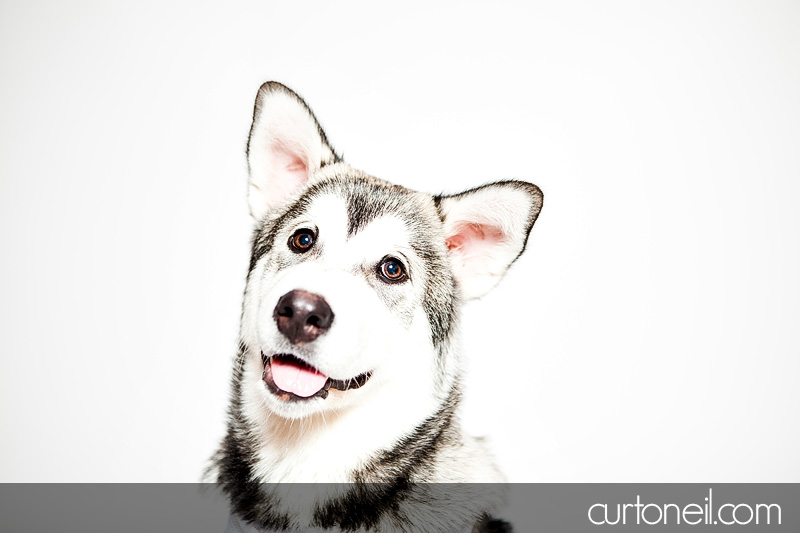 PAWsome Booth 2011 - Pet portraits by Curt O'Neil Photographer