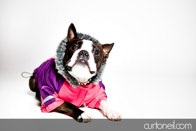 Sault Ste Marie Pet Photography - PAWsome Booth 2011 - Pet photos by Curt O'Neil Lifestyle Photographer