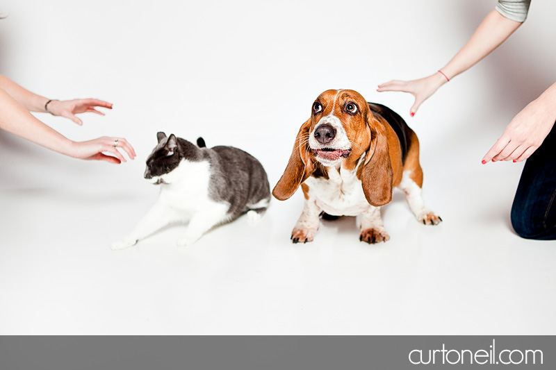 Sault Ste Marie Pet Photography - PAWsome Booth 2011 - Pet photos by Curt O'Neil Lifestyle Photographer
