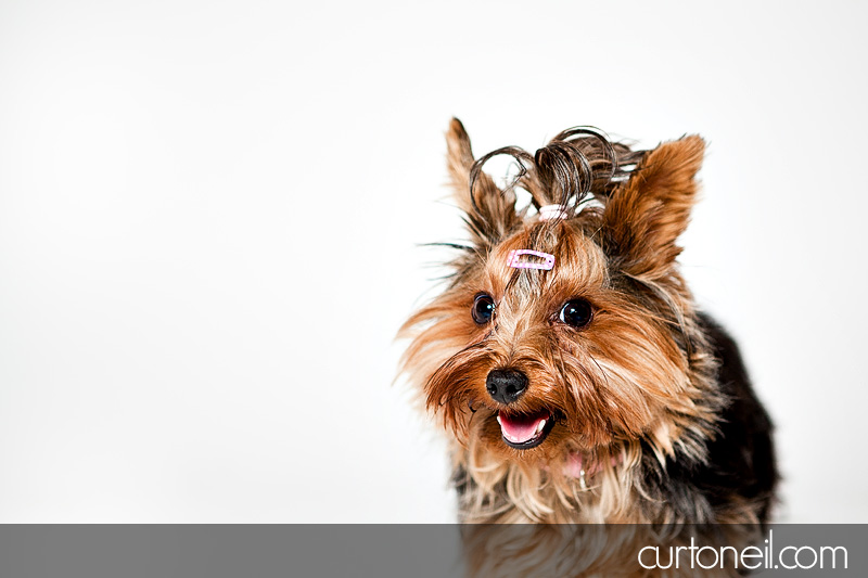 Sault Ste Marie Pet Photography - PAWsome Booth 2011 - Pet photos by Curt O'Neil Lifestyle Photographer