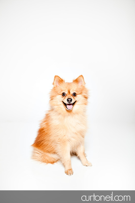 Sault Ste Marie Pet Photography - PAWsome Booth 2011 - Pet photos by Curt O'Neil Lifestyle Photographer