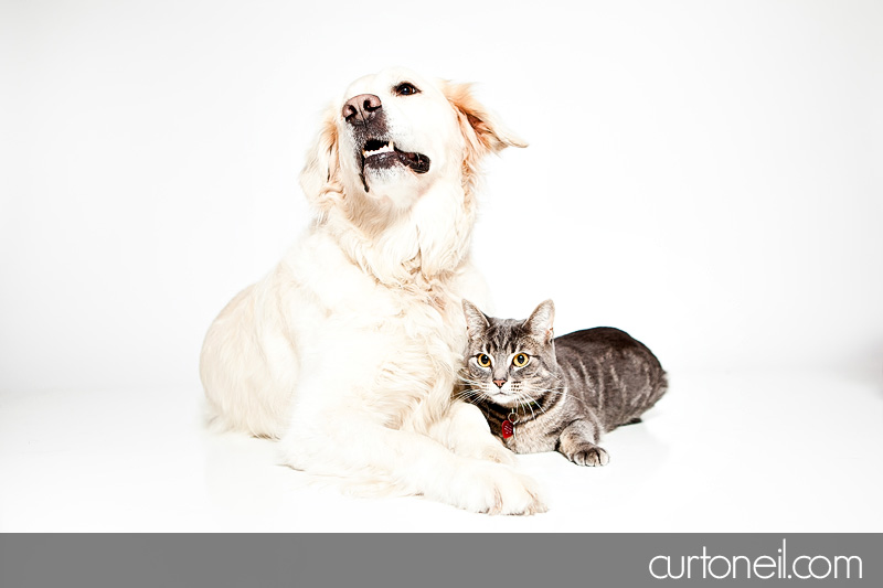 Sault Ste Marie Pet Photography - PAWsome Booth 2011 - Pet photos by Curt O'Neil Lifestyle Photographer