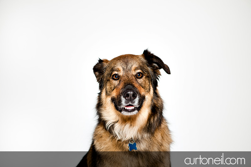 Sault Ste Marie Pet Photography - PAWsome Booth 2011 - Pet photos by Curt O'Neil Lifestyle Photographer