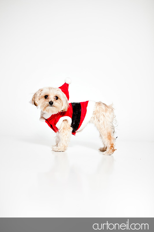Sault Ste Marie Pet Photography - PAWsome Booth 2011 - Pet photos by Curt O'Neil Lifestyle Photographer