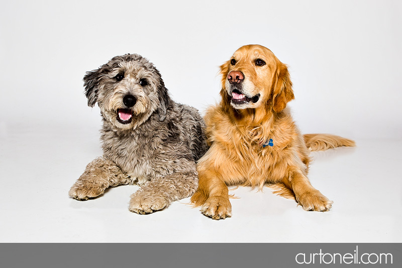 Sault Ste Marie Pet Photographer - PAWsome Booth - Echo and Timber