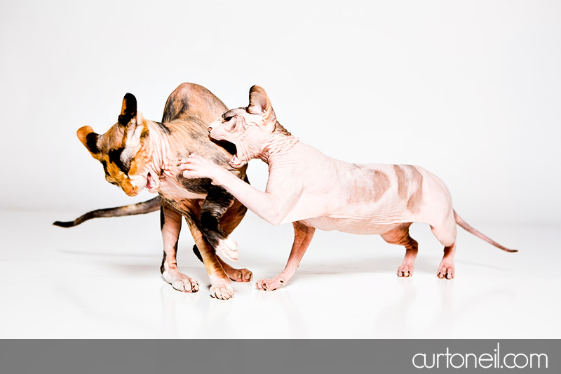 Sault Ste Marie Pet Photographer - Cat Fight - Canadian Sphinx