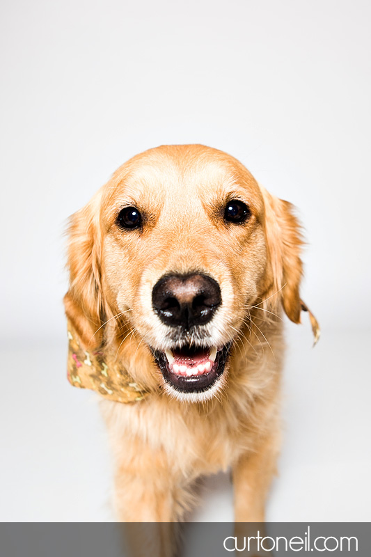 Sault Ste Marie Pet Photographer - PAWsome Booth 2012 - dogs, pawsome, pet photography