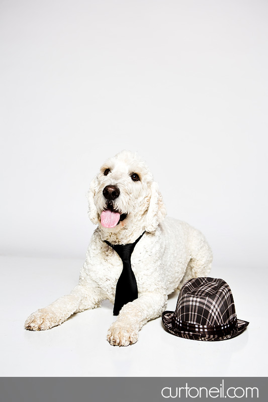 Sault Ste Marie Pet Photographer - PAWsome Booth 2012 - dogs, pawsome, pet photography