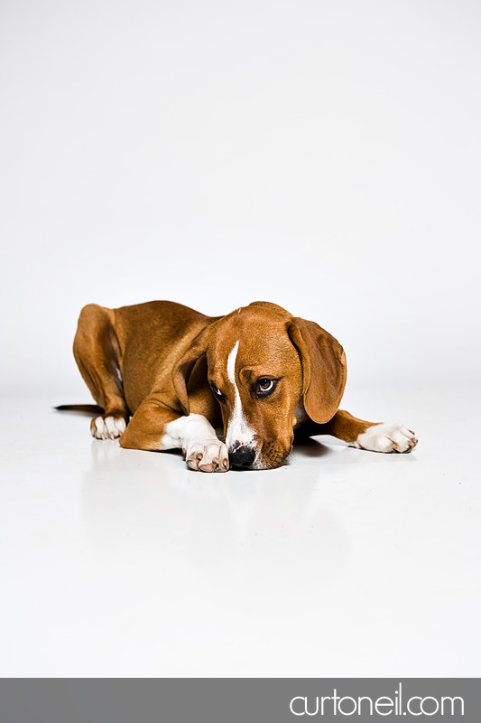 Sault Ste Marie Pet Photographer - PAWsome Booth 2012 - dogs, pawsome, pet photography