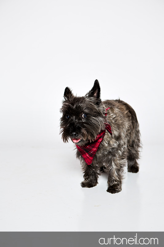 Sault Ste Marie Pet Photographer - PAWsome Booth 2012 - dogs, pawsome, pet photography