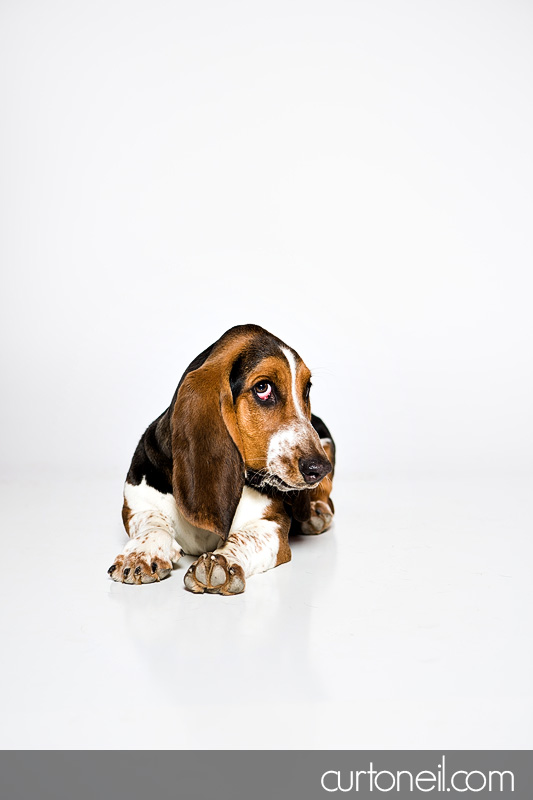 Sault Ste Marie Pet Photographer - PAWsome Booth 2012 - dogs, pawsome, pet photography