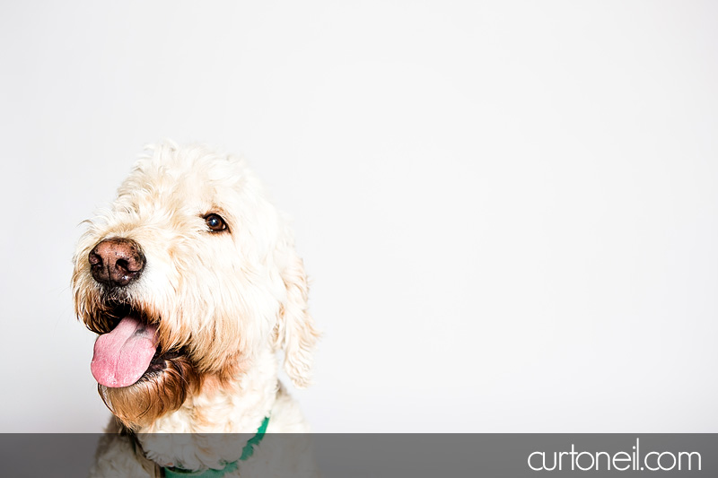 Sault Ste Marie Pet Photographer - PAWsome Booth 2012 - dogs, pawsome, pet photography