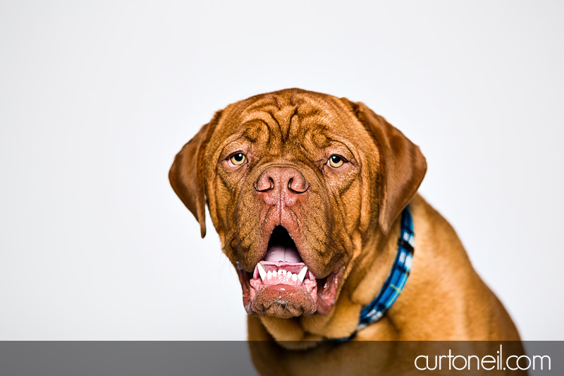 Sault Ste Marie Pet Photographer - PAWsome Booth 2012 - dogs, pawsome, pet photography