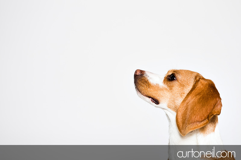 Sault Ste Marie Pet Photographer - PAWsome Booth 2012 - dogs, pawsome, pet photography